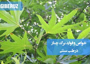 خواص و فواید برگ چنار در طب سنتی: ضد التهاب، قابض، کمک به بهبود اسهال، تسکین التهابات گوارشی و بهبود زخمهای دهان و گلو.
