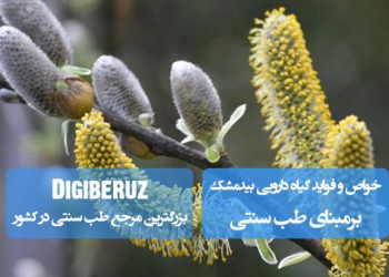 "خواص بیدمشک در طب سنتی؛ تقویت اعصاب، بهبود کیفیت خواب و کمک به سلامت دستگاه تنفسی"