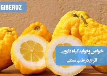 خواص و فواید گیاه اترج در طب سنتی: مقوی قلب، آرامبخش اعصاب، بهبود هضم، ضد اسپاسم و تقویت سیستم ایمنی.