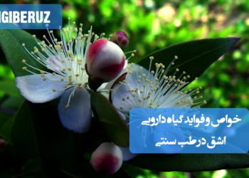 خواص و فواید گیاه اشق در طب سنتی: تقویت معده و کبد، رفع سوءهاضمه، بهبود سردرد و کاهش دردهای مفصلی و عضلانی.