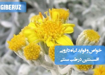 خواص و فواید گیاه افسنتین در طب سنتی: ضد انگل، کمک به هضم غذا، تحریک اشتها، ضد التهاب و تسکین دردهای معده و روده