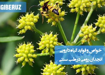 خواص و فواید گیاه انجدان رومی در طب سنتی: ضد التهاب، ضد عفونیکننده، تسکین دردهای معده و تقویتکننده معده و روده است.