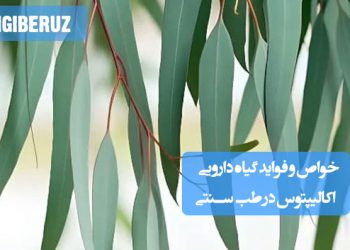 خواص و فواید گیاه اکالیپتوس در طب سنتی: ضدعفونیکننده، تسکیندهنده سرفه و سرماخوردگی، ضد التهابی و بهبود مشکلات تنفسی.