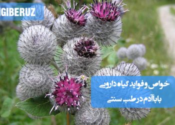 خواص و فواید گیاه باباآدم در طب سنتی: ضدالتهاب، درمان زخمها، کمک به بهبود مشکلات پوستی و تسکین دردهای عضلانی و مفصلی.