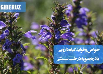 خواص و فواید گیاه بادرنجبویه در طب سنتی: آرامبخش اعصاب، ضد استرس، بهبود هضم، تقویت حافظه و تسکین سردرد و بیخوابی.