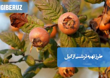 ترشی ازگیل تازه با طعمی ملس و ترش، سرشار از آنتیاکسیدان و مفید برای تقویت سیستم گوارش