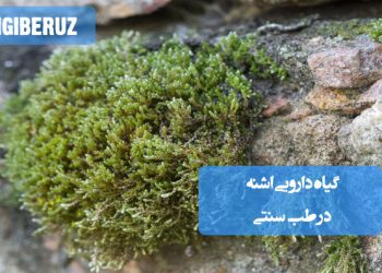 خواص و فواید گیاه اشنه در طب سنتی: تقویت معده، ضد التهاب، بهبود سوءهاضمه و کمک به درمان زخمهای گوارشی.