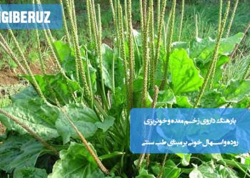 بارهنگ: گیاه دارویی مفید برای زخم معده، خونریزی روده و اسهال خونی، با خواص التیامبخش