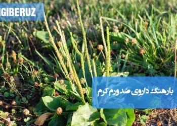 بارهنگ: گیاه دارویی ضد ورم، کرم و بیماریهای معده، با خواص درمانی و تسکیندهنده.