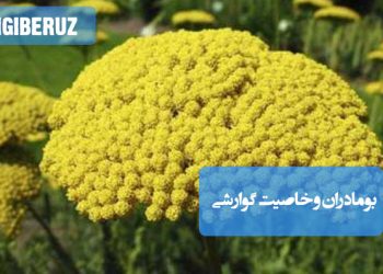 بومادران گیاهی مفید برای هضم، تقویت معده و درمان نفخ و ورم روده در طب سنتی