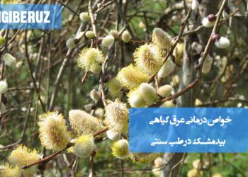 عرق بیدمشک گیاهی آرام‌بخش و خنک‌کننده با خواص ضد استرس و تقویت قلب در طب سنتی