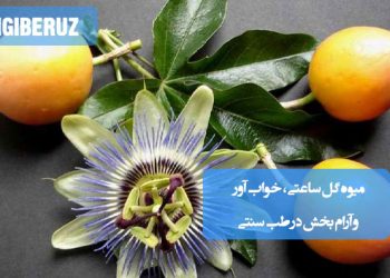 میوه گل ساعتی خوابآور و آرامبخش طبیعی برای کاهش استرس و بهبود خواب در طب سنتی