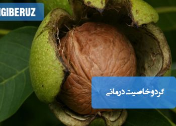 گردو در طب سنتی ضد خونریزی، آرومکننده دلدرد و درمان خلط سودا