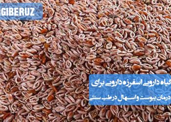 اسفرزه گیاهی موثر برای درمان یبوست و اسهال با خواص ملین و تنظیمکننده دستگاه گوارش در طب سنتی