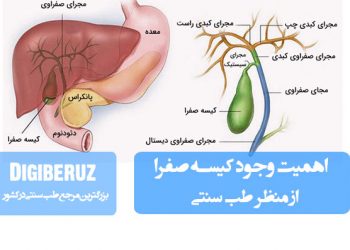 اهمیت کیسه صفرا در طب سنتی؛ نقش آن در هضم چربیها، تنظیم مزاج و حفظ تعادل سیستم گوارشی