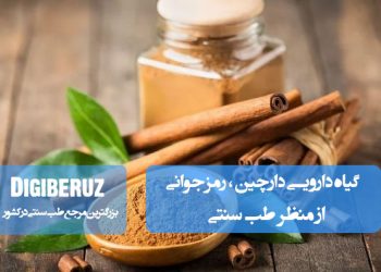 گیاه دارویی دارچین در طب سنتی؛ رمز جوانی و ضدپیری با خواص آنتی‌اکسیدانی و تقویت‌کننده متابولیسم