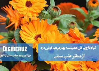 گیاه دارویی گل همیشهبهار؛ مرهم طبیعی گوش درد در طب سنتی با خواص ضدالتهاب و ضدعفونیکننده