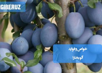 خواص آلو بخارا در طب سنتی؛ تقویت قلب، بهبود گوارش، رفع یبوست، کاهش التهاب، تنظیم فشار خون، تقویت حافظه، سلامت پوست و پیشگیری از پوکی استخوان