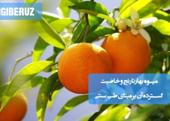 خواص بهارنارنج در طب سنتی؛ آرام‌بخش، تقویت سیستم ایمنی، ضد افسردگی، درمان سردردهای عصبی، بهبود گوارش، رفع یبوست، تنظیم فشار خون و نشاط‌آور