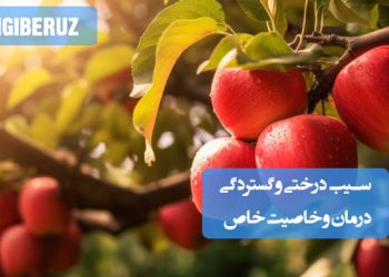 خواص سیب درختی در طب سنتی؛ تقویت سلول‌های بدن، کاهش کلسترول، تقویت سیستم ایمنی، پیشگیری از آسم و آلزایمر، سم‌زدایی کبد و تنظیم قند خون