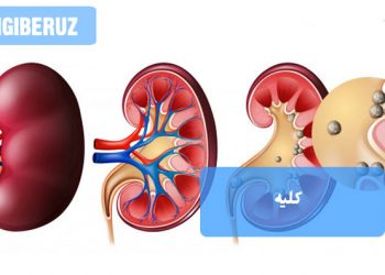 کلیههای سالم و نقش آنها در تصفیه خون و حفظ تعادل آب و مواد معدنی بدن به کمک روشهای طب سنتی