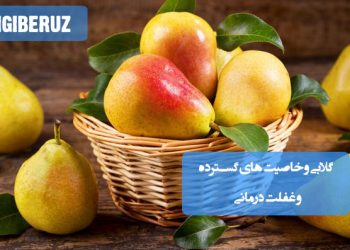 خواص گلابی در طب سنتی؛ تقویت قلب، نشاط‌آور، بهبود گوارش، رفع یبوست، تأمین رطوبت مغز، کاهش بیماری‌های عصبی، درمان تشنگی و سوزش مثانه
