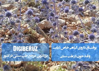 بوقناق؛ گیاه دارویی موثر در تنظیم قند خون، فعال‌سازی پانکراس، پاکسازی کبد، کاهش حملات قلبی، بهبود عملکرد گوارش و تقویت سیستم ایمنی در طب سنتی