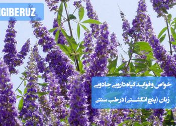 خواص گیاه پنج انگشتی در طب سنتی؛ تنظیم هورمون‌های زنانه، کاهش علائم یائسگی، بهبود تخمک‌گذاری، درمان ناباروری، کاهش درد پستان و تقویت سیستم ایمنی