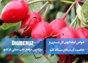 خواص گیاه دارویی گل نسترن و خاصیت آن در دفع سنگ کلیه