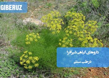 داروهای گیاهی شیرافزا در طب سنتی؛ شامل رازیانه، زیره، گشنیز و شنبلیله، کمک به افزایش تولید شیر و تقویت مادر پس از زایمان