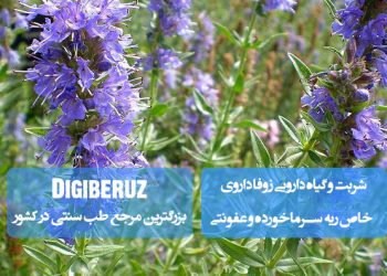 شربت زوفا؛ داروی گیاهی موثر برای درمان سرفه، تنگی نفس، التهاب و عفونت‌های ریوی، خلط‌آور، تقویت‌کننده سیستم تنفسی و ضد ویروس