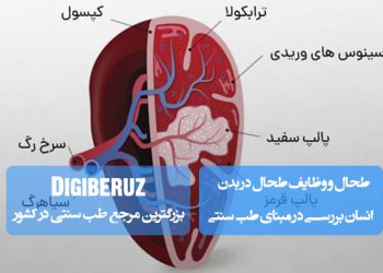 طحال و وظایف طحال در بدن انسان بررسی در مبنای طب سنتی