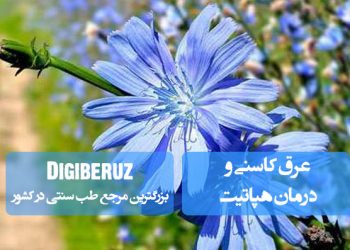 عرق کاسنی و درمان هپاتیت در طب سنتی