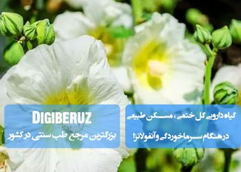 گل ختمی، گیاه دارویی با خاصیت ضدالتهابی و تسکیندهنده، مناسب برای درمان سرماخوردگی، رفع سرفه و تقویت سیستم ایمنی بدن در طب سنتی