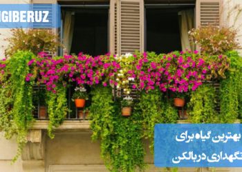 بهترین گیاهان مقاوم و زیبا برای نگهداری در بالکن: انتخابهای ایدهآل برای فضای کوچک با مراقبت آسان و رشد عالی