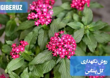 راهنمای کامل نگهداری گل پنتاس: نکات کلیدی برای آبیاری، نوردهی و مراقبت از این گل زیبا و مقاوم در خانه و باغچه