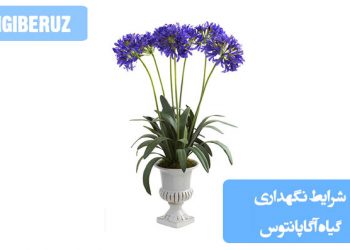 شرایط نگهداری گل آگاپانتوس: نیاز به نور کامل آفتاب، آبیاری منظم و معتدل با خاک مرطوب (نه خیس)، دمای ایده‌آل بین ۱۸ تا ۲۱ درجه سانتی‌گراد، خاک با زهکشی مناسب و کمی قلیایی، مقاومت به خشکی نسبی خاک و محافظت از سرما در زمستان برای رشد بهتر و گل‌دهی مطلوب