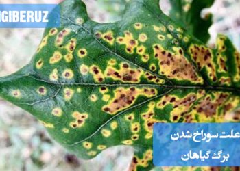 علت سوراخ شدن برگ گیاهان: حمله حشرات، کمبود مواد مغذی، نور مستقیم خورشید و بیماریهای قارچی و راهکارهای پیشگیری موثر