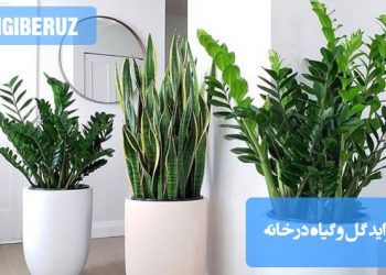 فواید گل و گیاه در خانه و لیست گیاهان آپارتمانی: تاثیرات مثبت روانی، تصفیه هوا و ایجاد فضایی دلنشین با گیاهان خانگی