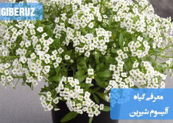 معرفی گیاه آلیسوم شیرین: ویژگیها، خواص دارویی و نکات مهم نگهداری این گیاه معطر و زیبا