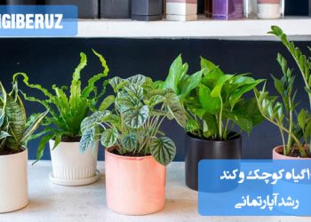 ۱۰ گیاه کوچک و کند رشد مناسب آپارتمان: انتخابهای کمدردسر و زیبا برای فضای محدود و نگهداری آسان در خانه