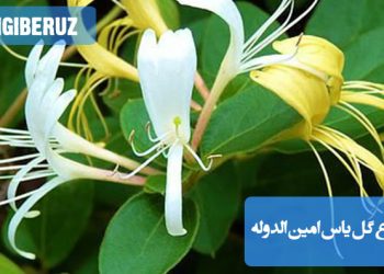 معرفی انواع گل یاس امین‌الدوله: گونه‌ها، ویژگی‌ها و نکات مراقبتی برای رشد و شکوفایی بهتر