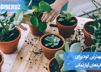 انتخاب بهترین کود برای گیاهان آپارتمانی: معرفی انواع کود، زمان و روش مصرف برای رشد سالم و شادابی گیاهان