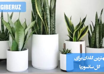 بهترین انواع گلدان برای گل سانسوریا: انتخاب سایز، جنس و طراحی مناسب برای رشد سالم و نگهداری آسان