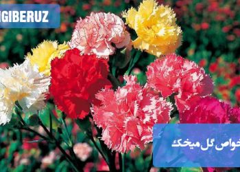 خواص درمانی و زیبایی گل میخک؛ از تسکین درد تا تقویت سیستم ایمنی و کنترل قند خون