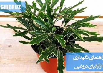 راهنمای جامع نگهداری آرالیای دروغین: نکات طلایی برای رشد، آبیاری و مراقبت از این گیاه زیبا در خانه و محیط کار