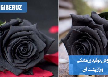 راز تولید رز مشکی: روشهای پرورش، رنگآمیزی و واقعیتهای جالب درباره گل رز سیاه و معنای نمادین آن