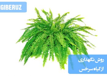 راهنمای کامل نگهداری گیاه سرخس: نکات مهم آبیاری، رطوبت، نور و کوددهی برای حفظ شادابی و رشد بهینه سرخس در خانه