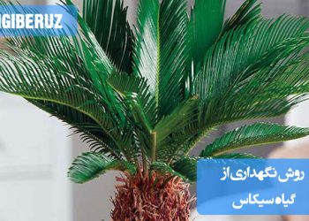 راهنمای نگهداری گیاه سیکاس: نکات کلیدی نور، آبیاری، خاک و مراقبت برای رشد سالم و شادابی این گیاه زیبا