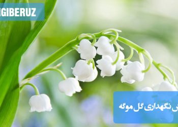 راهنمای جامع نگهداری گل موگه: نکات طلایی برای آبیاری، نوردهی و مراقبت از این گل خوشبو و زیبا در منزل و باغچه